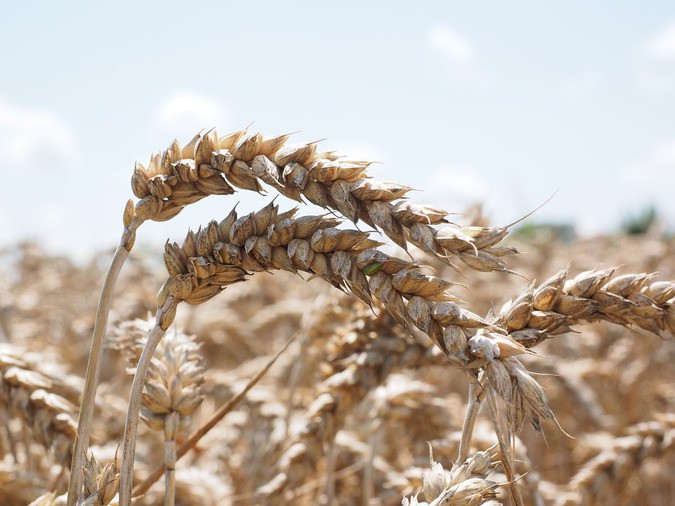 Россия завалит мир зерном уже в этом году